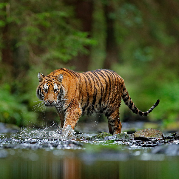 Tigre qui traverse la rivière