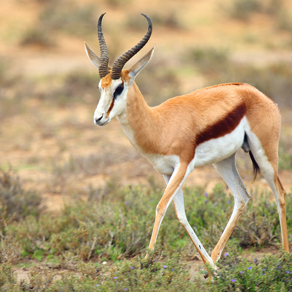 Jeune antilope