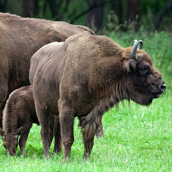 Famille de bison