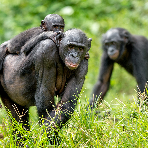 Famille de bonobo