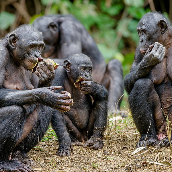 Groupe de bonobo