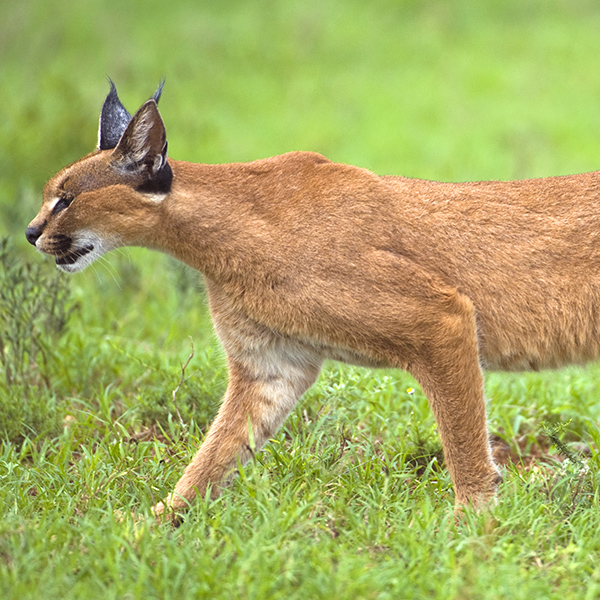 Caracal qui chasse