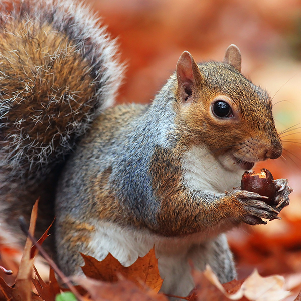 Écureuil en automne