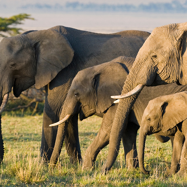 Famille d'éléphants d’Afrique