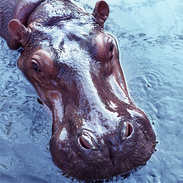 Hippopotame avec la tête dans l'eau