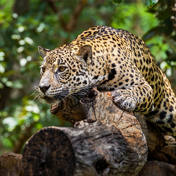Jaguar observateur