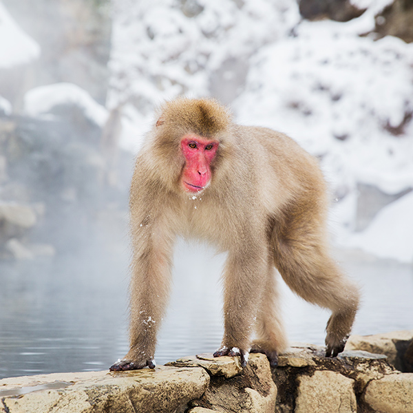 Macaque japonais dans la nature