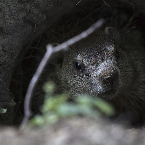 Marmotte dans un trou d'arbre