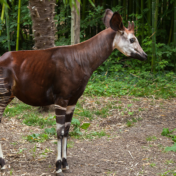 Okapi brun à rayures