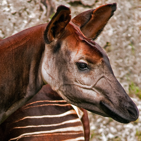 Regard de l'Okapi