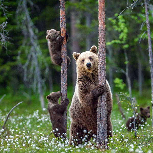 Mère ours avec ses oursons