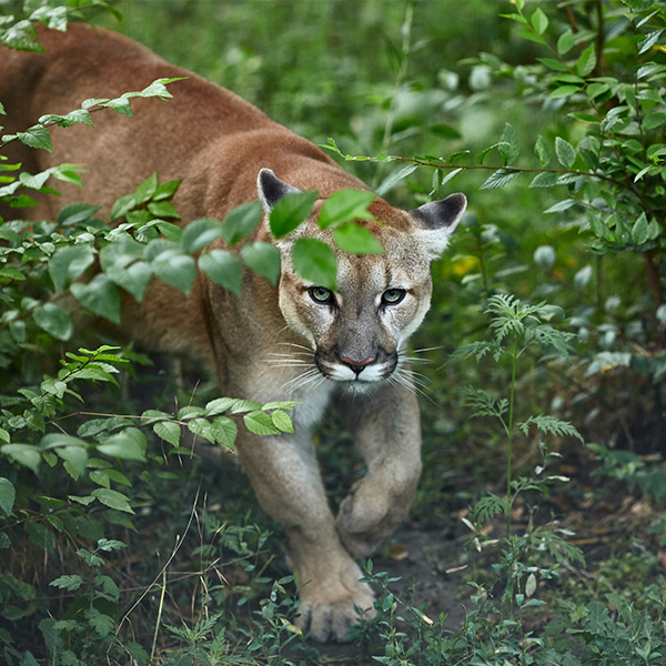 Puma dans la forêt