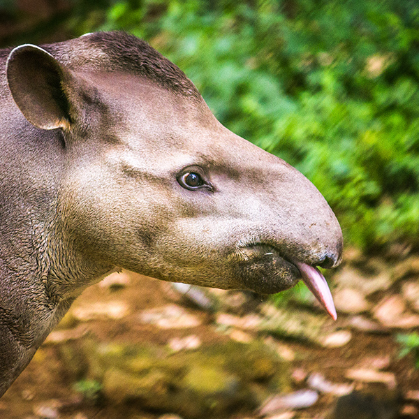 Tapir qui tire la langue