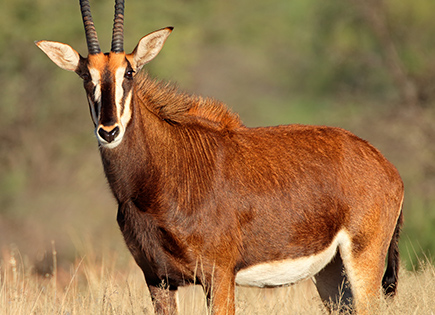 Antilope