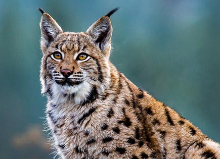 Extinction en France