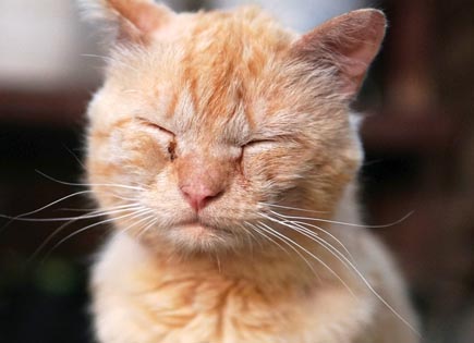 Douleur des animaux