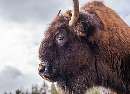 Bison