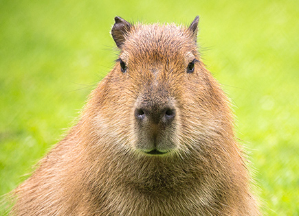 Capybara