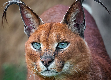 Caracal