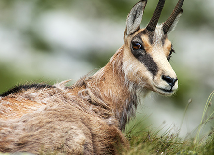 Chamois