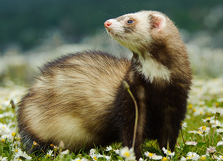 Furet