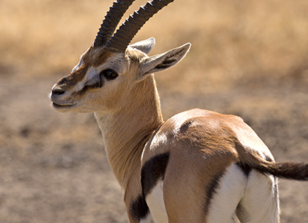 Gazelle