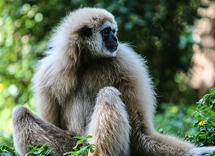 Gibbon