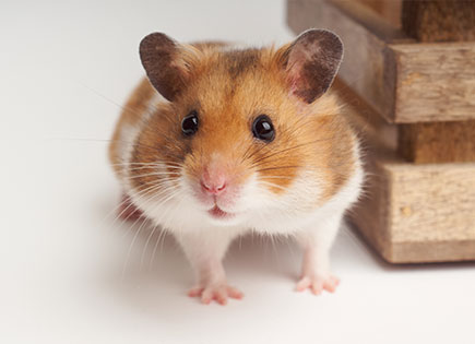 Hamster