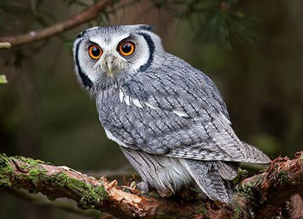 Hibou