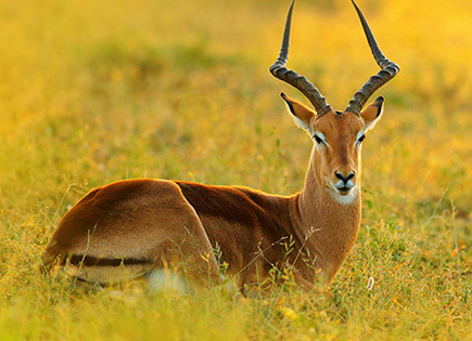 Impala