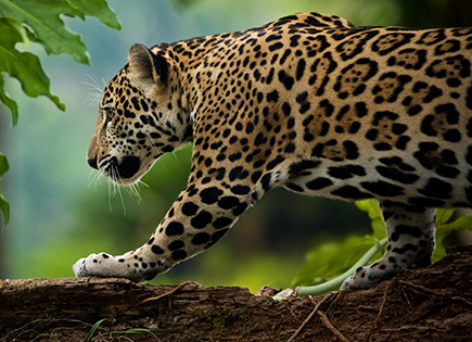 Jaguar