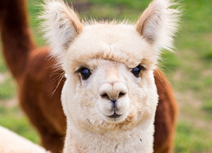 Lama