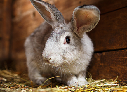 Lapin de garenne