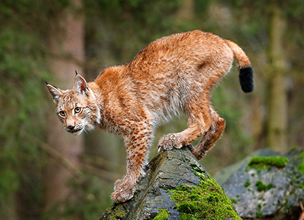 Lynx