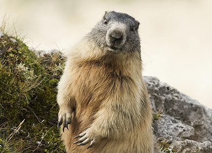 Marmotte