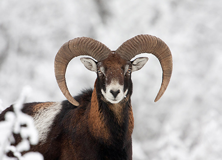 Mouflon