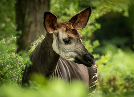 Okapi