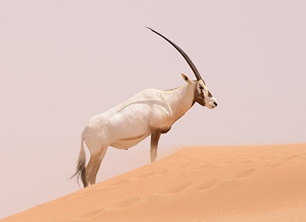 Oryx