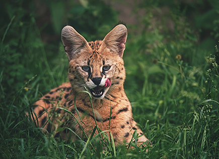 Serval