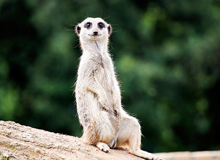 Suricate