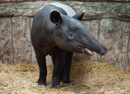 Tapir