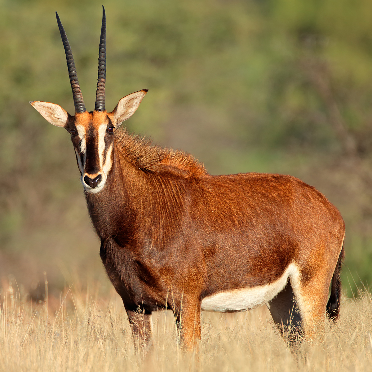 Antilope