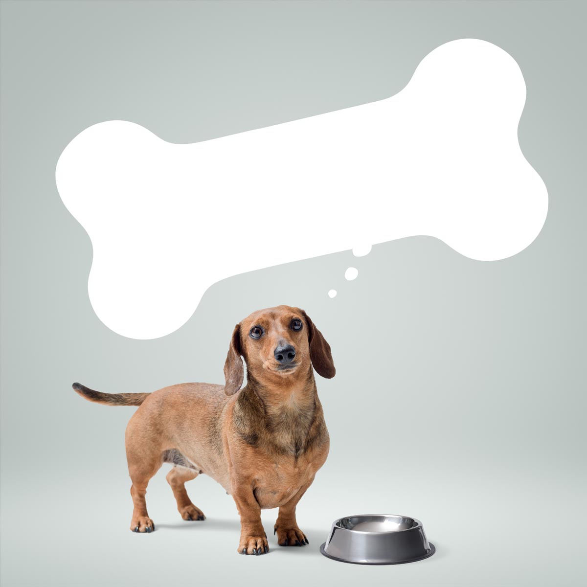 Les animaux, ils rêvent ?