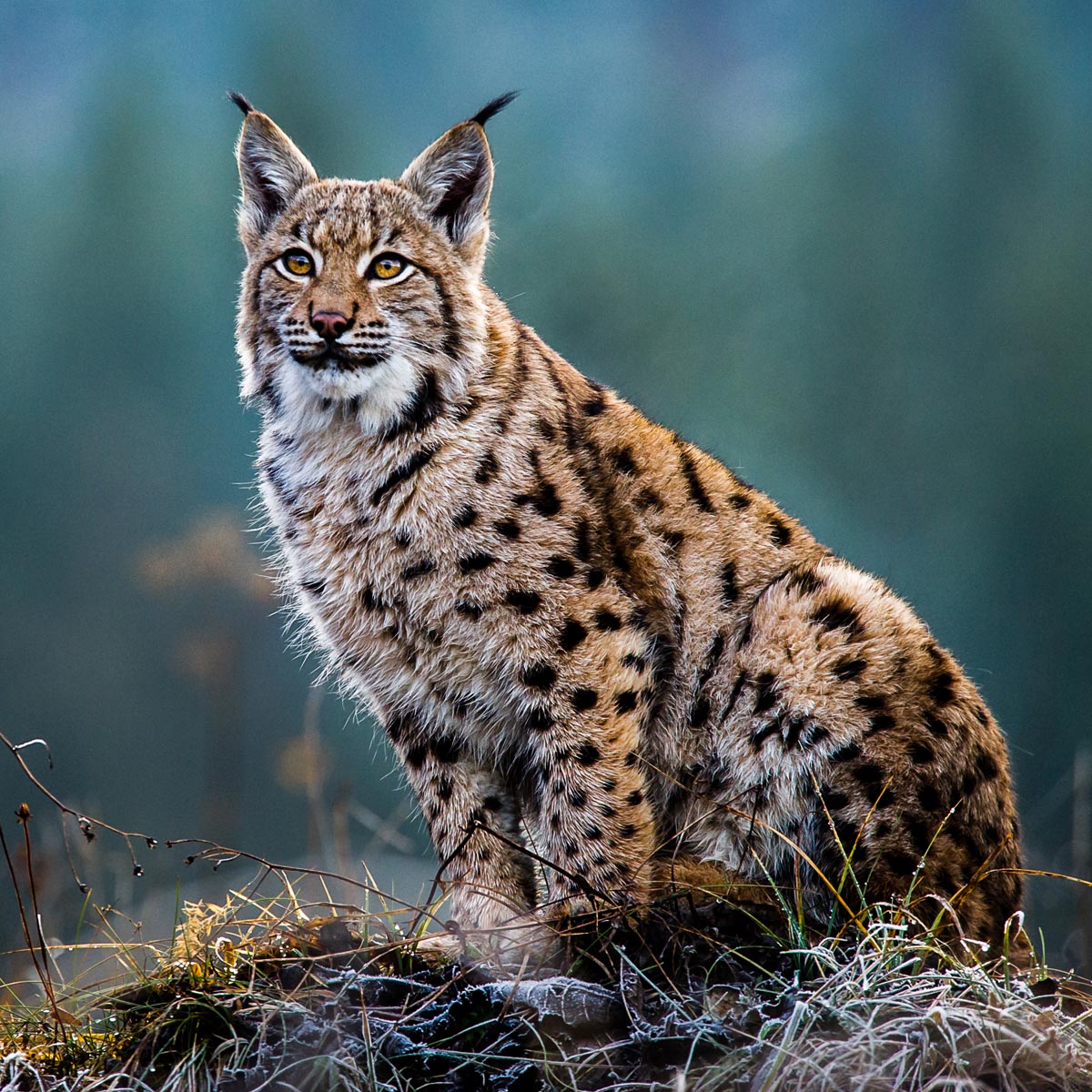 Le lynx, en voie d'extinction en France.