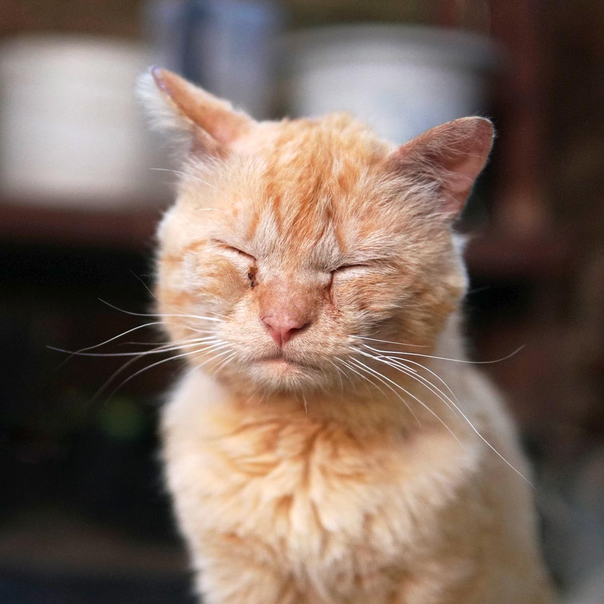Douleur des animaux ...