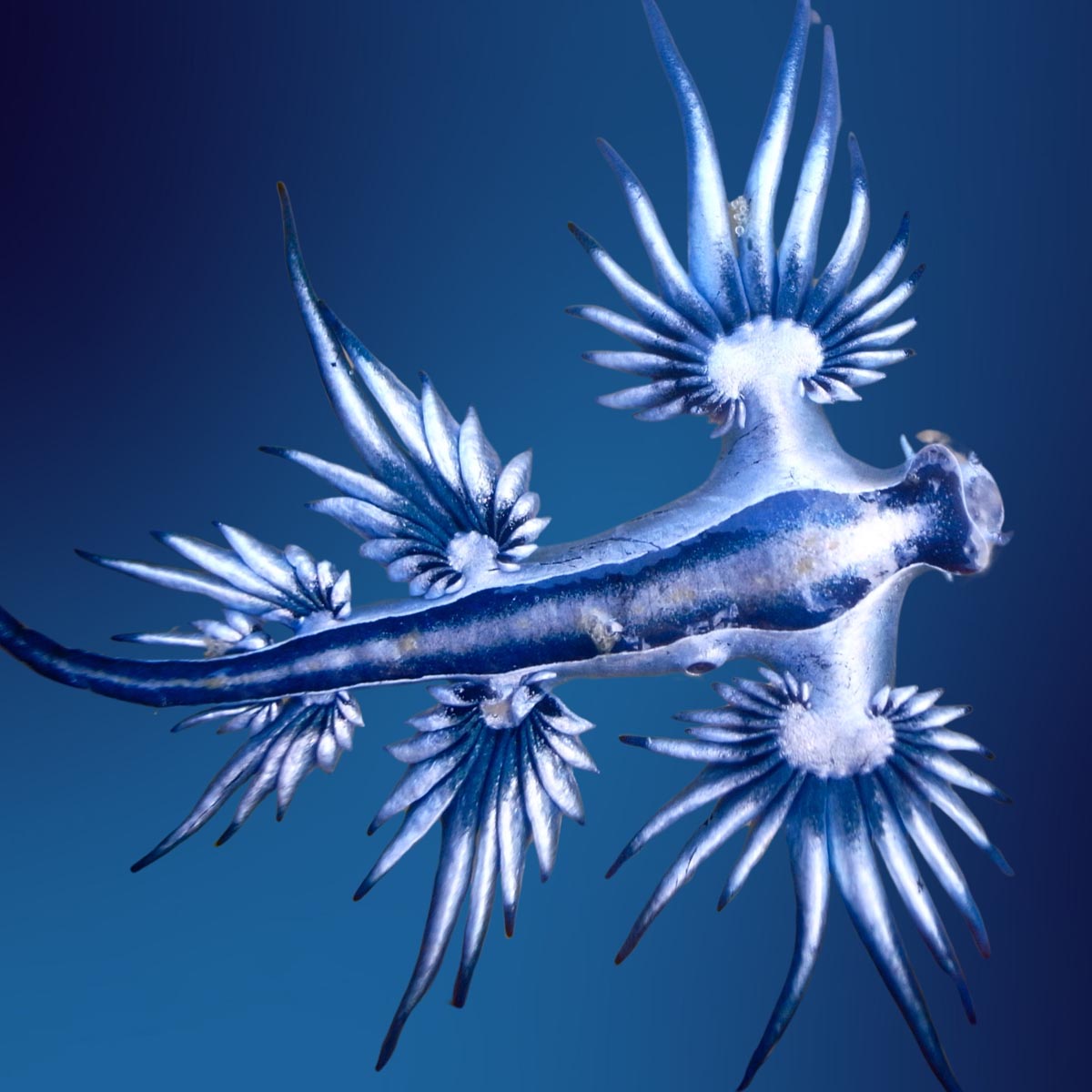 Cet animal, il existe vraiment ? Oui, c'est le dragon bleu