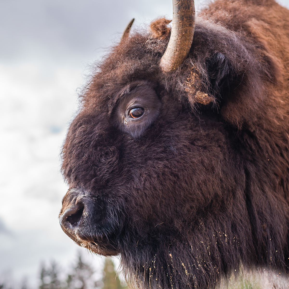 Bison