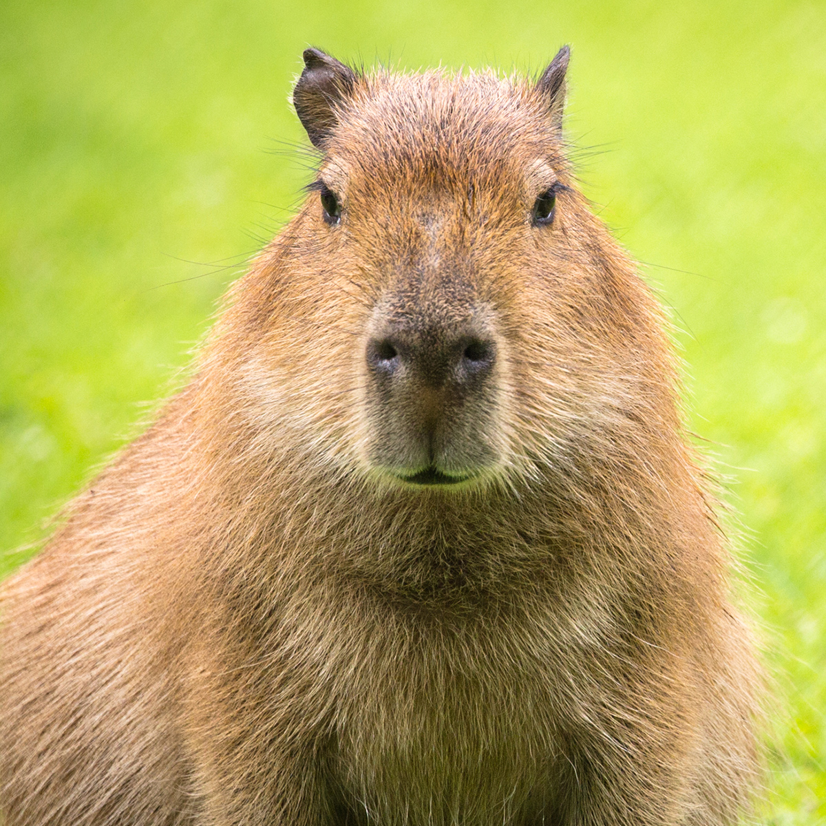 Capybara