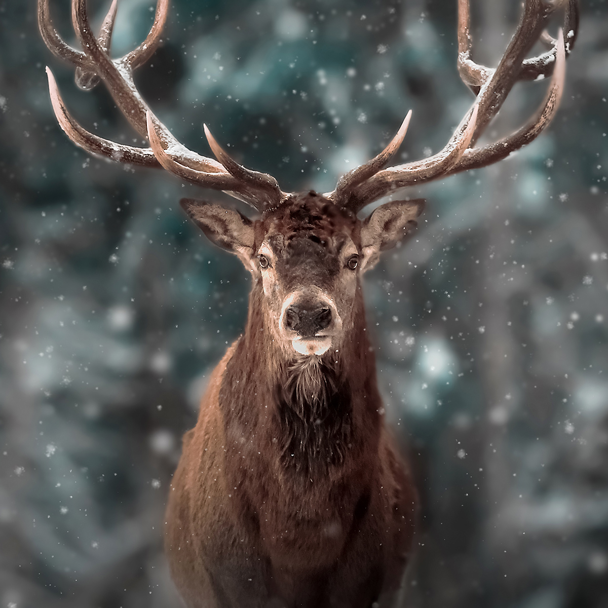 Cerf laphe Habitat Bois Brame Biche Faon Et Alimentation Cerf laphe Habitat Bois Brame Biche Faon Et Alimentation