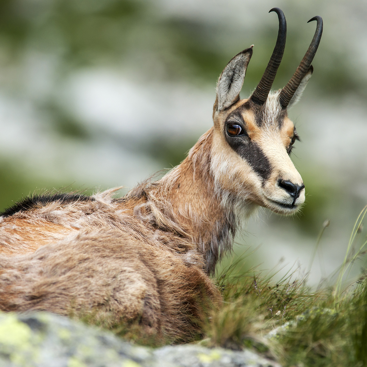 Chamois